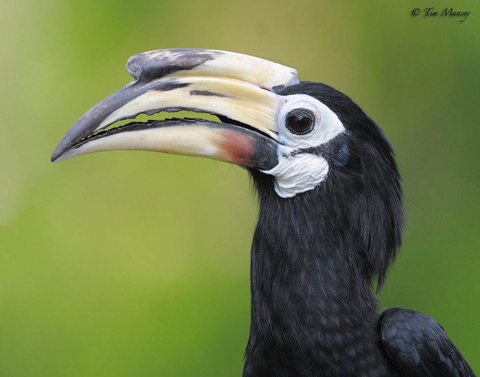 Oriental Pied Hornbill_4